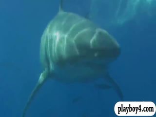 Кокетливий немовлята swam в shark клітка і snowboarding з оголеними грудьми